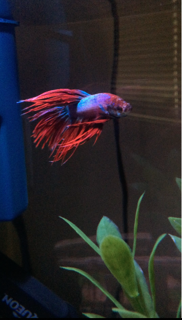 Betta Picture